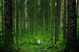 Person in Forest