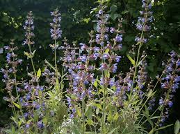 Sage with blue flowers